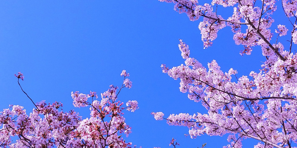 桜